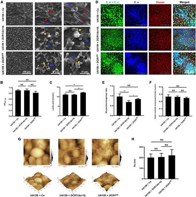 RNase III coding genes modulate the cross-kingdom biofilm of Streptococcus mutans and Candida albicans